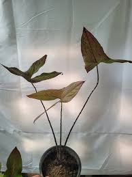 Image result for Disperis johnstonii