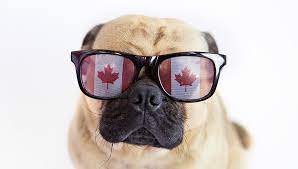 We did not find results for: 13 Best Dog Food Brands In Canada And Why You Should Buy Them