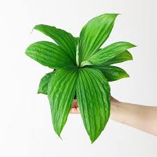 Image result for Plantago palmata