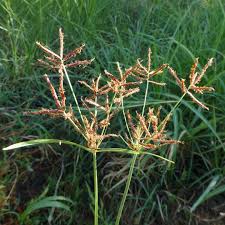 Image result for Cyperus maculatus