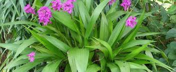 Species Orchid Ground Orchid Large Purple Orchid Pleated Leaf Spathoglottis Spathoglottis Plicata