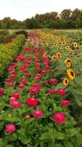 Pin On Garden