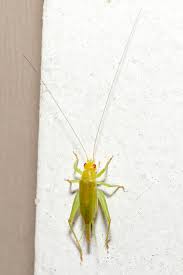 Image result for Tridactyle virginea