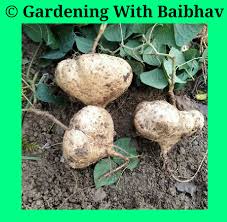 Gardening With Baibhav Health And Nutrition Benefits Of Jicama Sankh Aloo Mishri Kand Gardening With Baibhav Iambaibhavkumarsingh