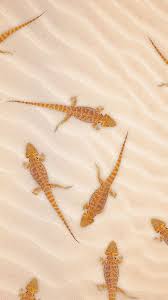 1920 x 1080 jpeg 234 кб. 8 Bearded Dragon Wallpapers Ideas Bearded Dragon Bearded Dragon Cute Dragon