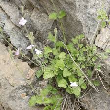 Image result for Chascanum adenostachyum