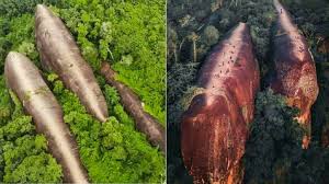 Please support our music industry by purchasing the original. Misteri Batu Purba Menyerupai 3 Ekor Ikan Paus Raksasa Sedang Berenang Di Tengah Hutan Di Thailand Infomalaysia