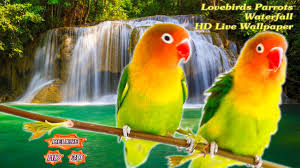 Beautiful free photos of animals for your desktop. Beautiful Bird Wallpaper