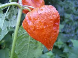 Physalis Alkekengi The Dried Fruit Of Physalis Alkekengi Is Called Kaknaj In The Unani Greek Medicine System And Used As A Diuretic Antiseptic Liver Corre