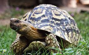 Selbst ein gelege eier ist dabei das gerade erst in der. Pantherschildkroten Infos Ratgeber Zur Haltung Terrarium Mehr