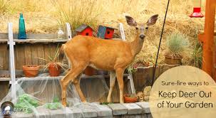 In modern times, cities and opt for shrubs such as boxwood (buxus) and holly (comarostaphylos diversifolia) plants, which deer do. Deer Proof Gardens 4 Sure Fire Ways To Keep Deer Out Of Your Garden