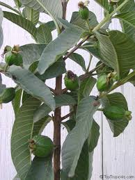 Résultat de recherche d'images pour "ruby supreme red guava"