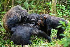 Image result for Pseudospondias