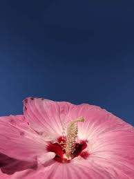 We did not find results for: Dinner Plate Hibiscus A Hardy Perennial With Giant Flowers Hibiscus Moscheutos Home For The Harvest