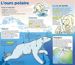 Epingle Par Camille85 Sur Mon Quotidien Animaux Polaires Vie Animale Ours Polaire