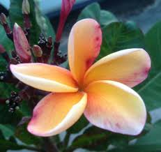 Barbados Apricot Brandy Frangipani Plumeria Plants