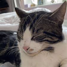 En plus des marques de qualité, vous bénéficierez de remises lors de vos achats de cat 1080p durant nos super promotions. King S Lynn Vet Appeals For Help To Find Escaped Cat
