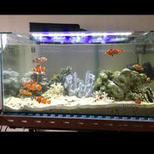 Pasalnya harga ikan ini kan memang mahal dan perawatannya sebenarnya murah saja asal tahu ilmunya. Jual Aquarium Ikan Hias Terlengkap Terbaik Harga Murah August 2021