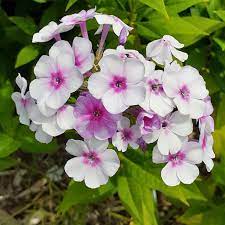 Fall Phlox Flowers Nature S Gift Tree Flower Garden Flowers Outdoor Phlox Flowers Tree Gift Flower Garden