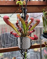 Image result for Cyphia mazoensis