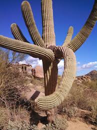 People try to steal all kinds of things from the. Prairie Rose Publications Saguaro Cactus Guardians Of The Desert