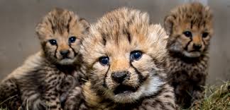 Zoo dvůr králové je jednou z největších a asi také nejznámějších zoologických zahrad v české republice. Tyden Cz Zoo Dvur Kralove Zahaji Hlavni Sezonu Zdrazi Vstupne