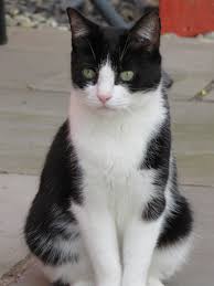 Check spelling or type a new query. Black And White Cat Pictures Download Free Images On Unsplash