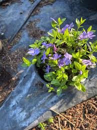 Image result for Vinca minor