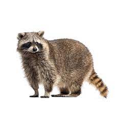 Hearing loud thuds and noises from raccoon movement can also signify a homeowner has raccoons in the home. Raccoon