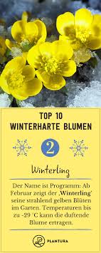 Winterharte Blumen Diese Robusten Sorten Trotzen Dem Winter Blumen Dem Diese Kalterwintergart In 2020 Winterharte Blumen Winterhart Winterharte Pflanzen Garten