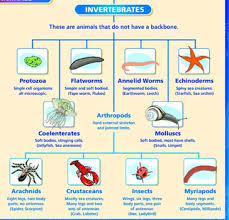 Faithful Invertebrate Phylums Chart Animal Phyla Chart
