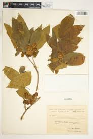 Image result for Combretum pisoniiflorum