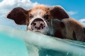 Father's day celebrates fatherhood and male parenting on different dates worldwide. National Holidays In Bahamas In 2021 Office Holidays