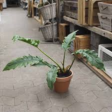 Image result for Filodendron Philodendron