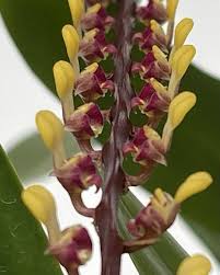 Image result for Bulbophyllum falcatum