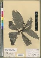 Image result for Psychotria peduncularis