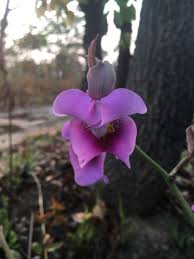 Image result for Eulophia cucullata