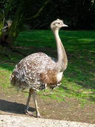 Bird That Looks Like An Ostrich Lesser Or Darwin S Rhia Ostriches Animals Birds