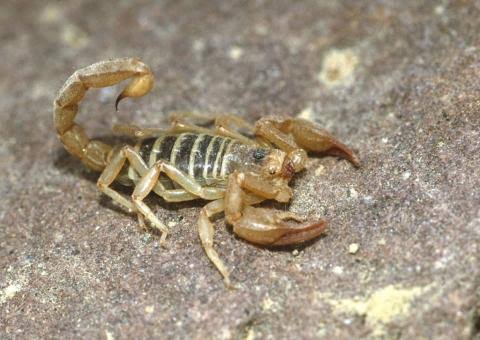 Paruroctonus boreus (Northern Scorpion) | Idaho Fish and Game Species  Catalog