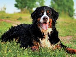 All Black Bernese Mountain Dog Are Dogs Really Color Blind Most Beautiful Dog Breeds Cute Dogs Breeds Dog Breeds