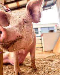 Ziggy's Refuge Farm...