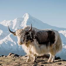 Image result for yak