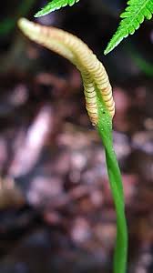 Image result for Ophioglossaceae