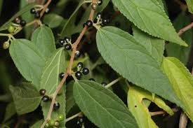 Image result for Trema