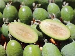 Image result for Feijoa