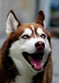 I Husky S Because Of Their Temperament And Of Course Their Beautiful Blue Eyes But I Have Never Seen A Brown One Before So I Shall Kopek Turleri Husky Kopek