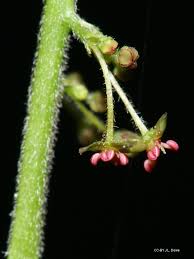 Image result for Brucea