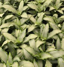 Image result for Murdannia tenuissima