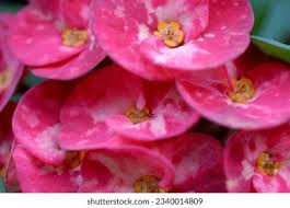 Image result for Euphorbia didiereoides