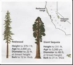 Well you're in luck, because here they come. Redwood Versus Sequoia Redwood Tree Redwood Tattoo Sequoia Tree